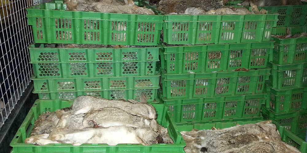 boxes of rabbits
