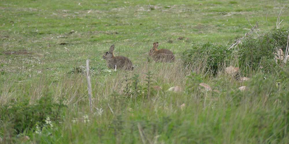 wild rabbits