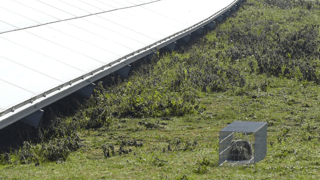 Trapping Rabbits