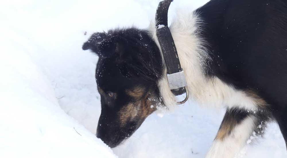 Rabbit Detection Dogs 1