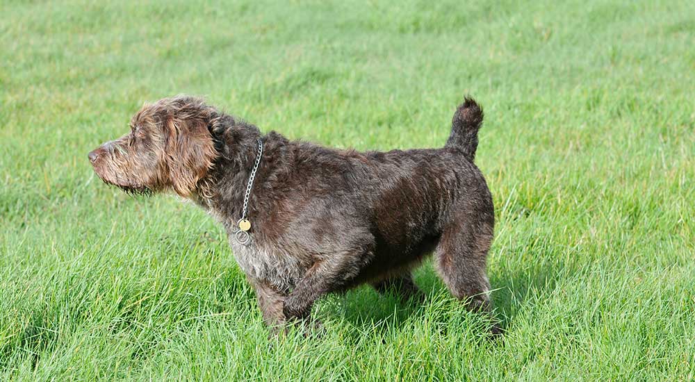 Rabbit Detection Dogs 2