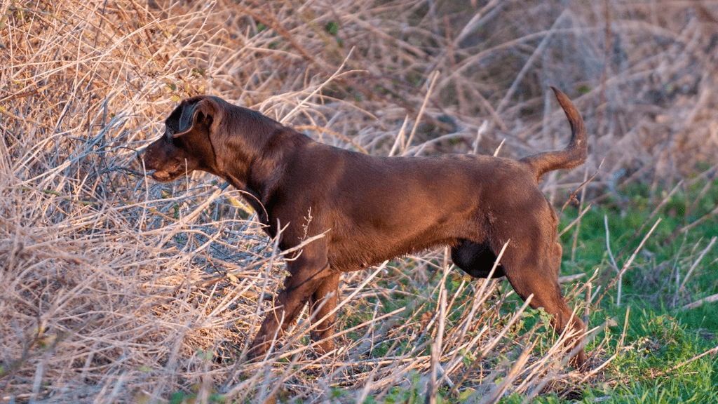 Rabbit Detection Dogs 1