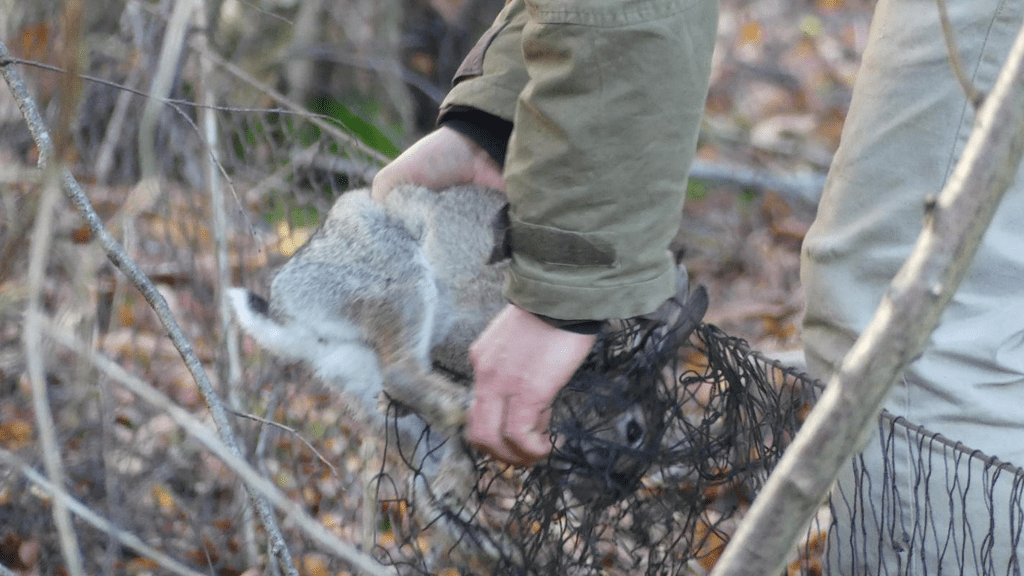 Longnetting for Rabbits 2