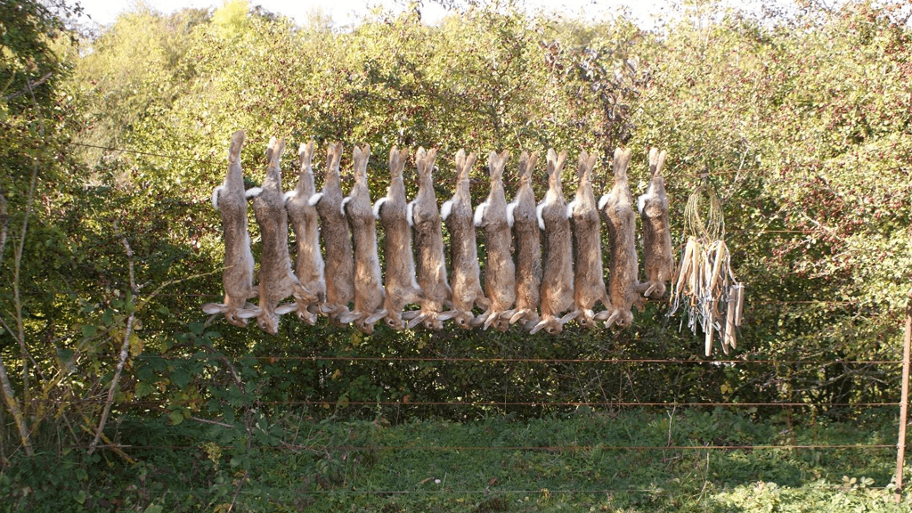 snaring 1