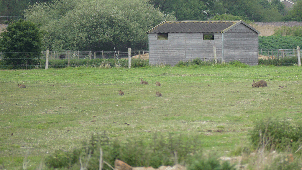 Rabbit Control
