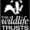 Wildlife Trust Logo