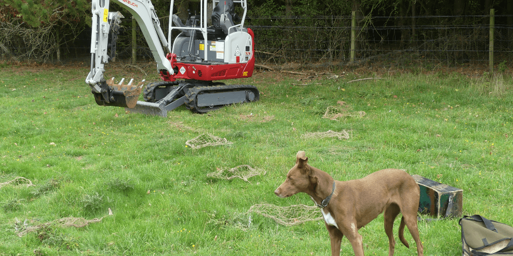 Rabbit Control Wiltshire by Ferreting