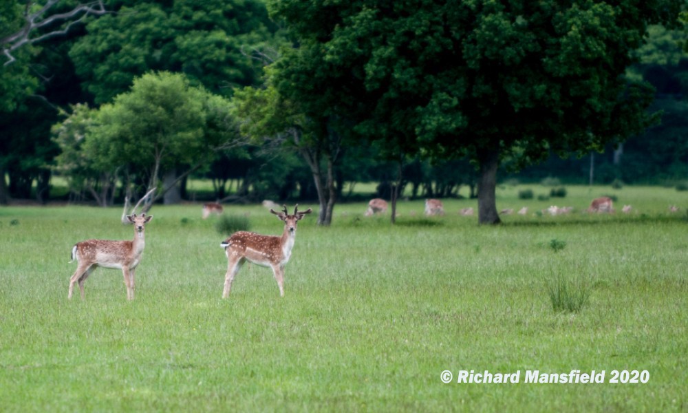 Deer Management