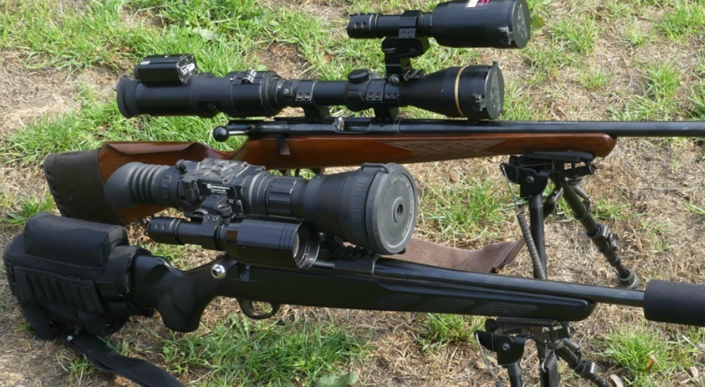Fox Shooting